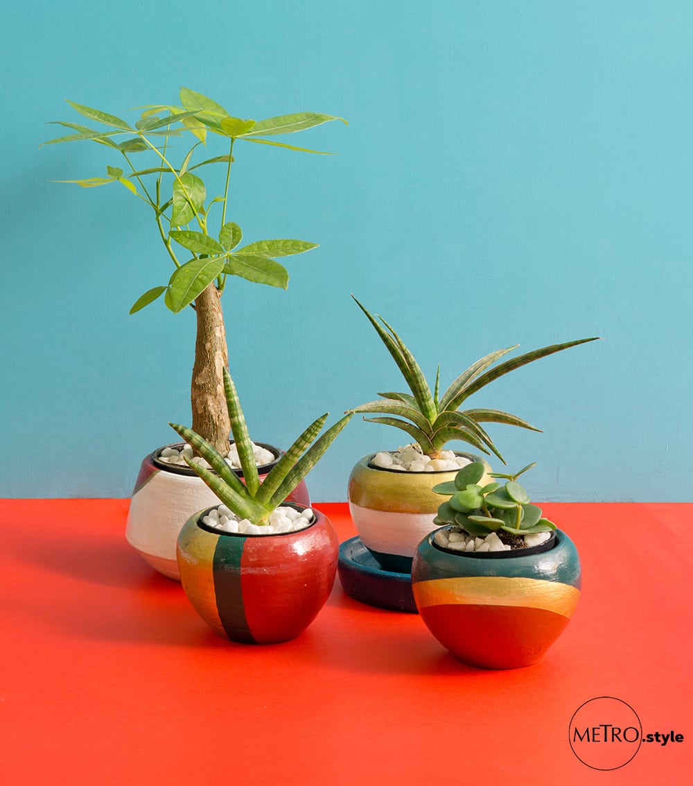 Tiny indoor plants by City Plants Tiny indoor plants by City Plants